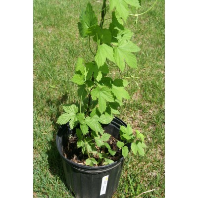 Mature hop plant, TRIPLE PEARL cultivar